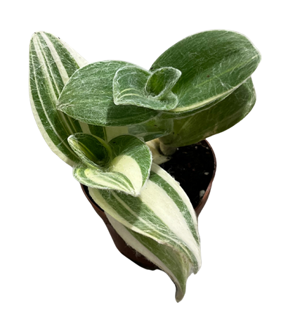 Velvet Variegated